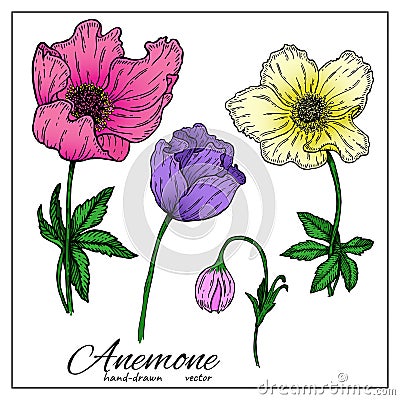 Set of colorful Anemone Flowers. Delicate beautiful anemone flowers for design, decoration, botany books. Bright Vector Illustration