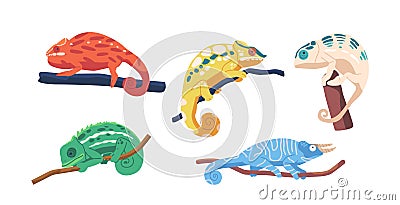 Set Colorful Chameleons On Tree Branches, With Distinctive Eyes, Long Tails, And Ability To Change Color, Unique Animals Vector Illustration