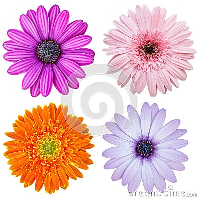 Set of colorful flower isolated on white Stock Photo