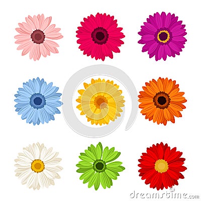 Set of colorful gerbera flowers. Vector illustration. Vector Illustration
