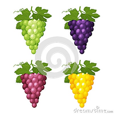 Set of colorful grapes icons with leaves on a white background Vector Illustration