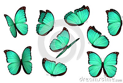 Set colorful isolated butterflies. Vector Illustration