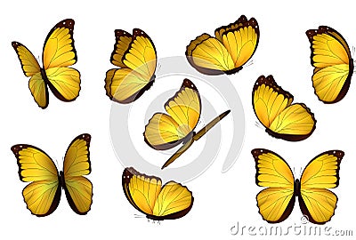 Set colorful isolated butterflies. Vector Illustration