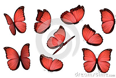 Set colorful isolated butterflies. View Insects Lepidoptera Morpho amathonte Vector illustration. Vector Illustration