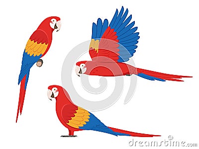 Set of colorful macaw parrots Vector Illustration