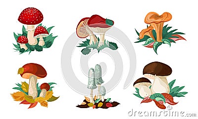 Set of colorful mushrooms and toadstools. Vector illustration in flat cartoon style. Vector Illustration