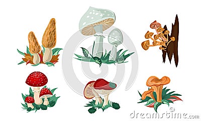 Set of colorful mushrooms and toadstools. Vector illustration in flat cartoon style. Vector Illustration