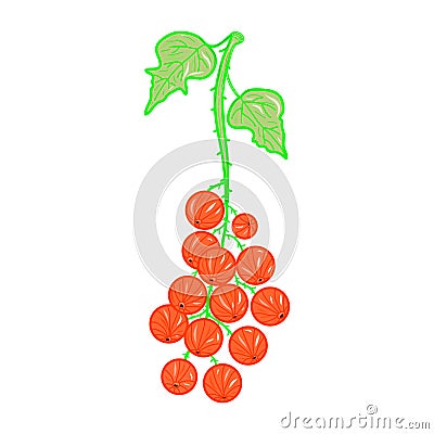 Set of colorful realistic redcurrant icon. Idea for decors, damask, spring holidays, nature themes. Isolated vector logo. Vector Illustration