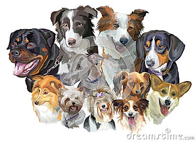 Different dog breeds Vector Illustration