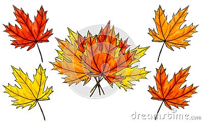 Set of digital sketch maple leaves and bouquet. Arrangement of autumn colored foliage isolated on white. Watercolor Stock Photo