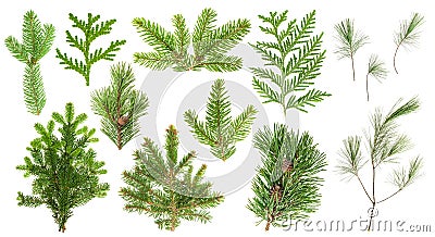 Set coniferous tree branches Spruce pine cypress fir Stock Photo