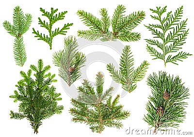 Set of coniferous tree branches. Spruce, pine, thuja, fir Stock Photo