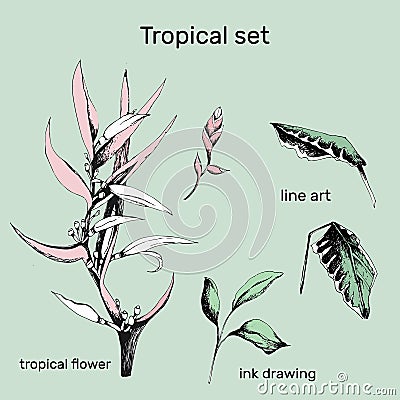 Set of contour vector flowers. Hand drawn branches and leaves of tropical plants. Monochrome floral pattern. Heliconia psittacorum Vector Illustration