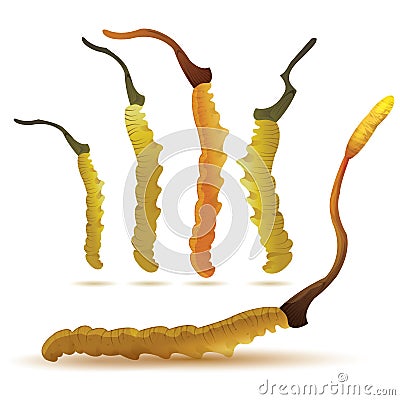 Set of cordyceps Vector Illustration