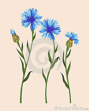 Set of cornflowers Vector Illustration