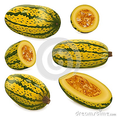 Set of Courge Spaghetti winter Squash Vector Illustration