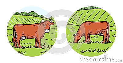 Set of cows. Farm animal. Hand drawn sketch. Vintage style. Color vector illustration. Rural landscape. Cows graze in the meadow Vector Illustration