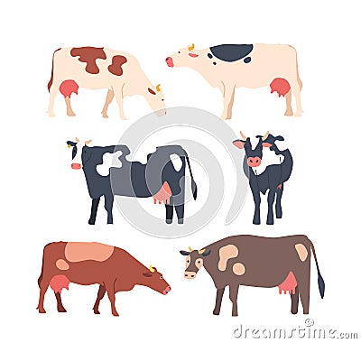 Set of Cows Isolated White Background, Brown, Clack And White Cows with Large Eyes And Prominent Snout Chew Its Cud Vector Illustration