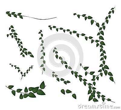 A Set of Creeper Plant on White Background Vector Illustration