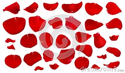 A set of crimson rose petals. Vector Illustration