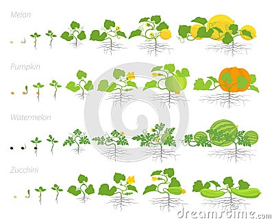 Set of cucurbitaceae plants growth animation. Pumpkin melon and watermelon zucchini or courgette plant. Vector infographics Stock Photo