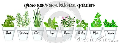 Set of culinary herbs in white pots with labels. Green growing basil, sage, rosemary, chives, thyme, parsley, mint, oregano Stock Photo