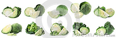 Set of cut and whole Savoy cabbages on background. Banner design Stock Photo