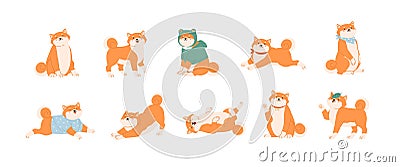 Set of cute Akita Inu dogs in various postures. Funny Japanese Shiba Inu puppies waxing with paw, lying, running Vector Illustration