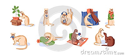 Set of cute ferrets resting, eating, listening to music and lying. Scenes with funny weasels. Happy adorable animals Vector Illustration