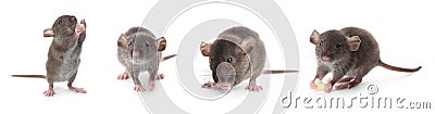 Set of cute little rats on white background. Banner design Stock Photo