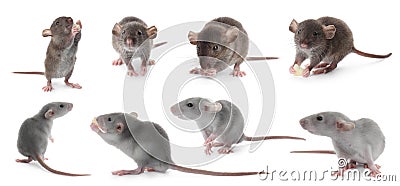 Set of cute little rats on white background. Banner design Stock Photo