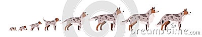 Set of cute puppy, herding dog growth stage, development. Domestic animal growing from cub to adult pet. Mammal life Vector Illustration