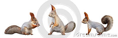 Set with cute squirrels on white background, banner design Stock Photo