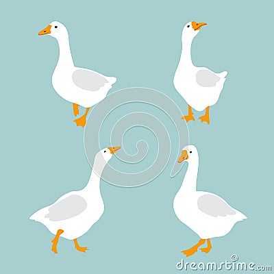 Set of cute white geese. Vector goose illustration Vector Illustration