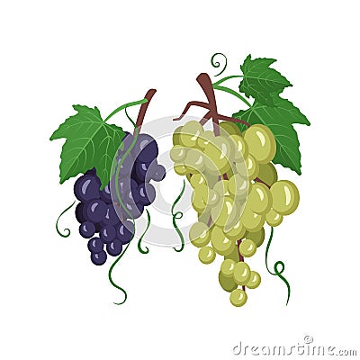 Set of dark and light grapes on branches with berries and leaves Vector Illustration