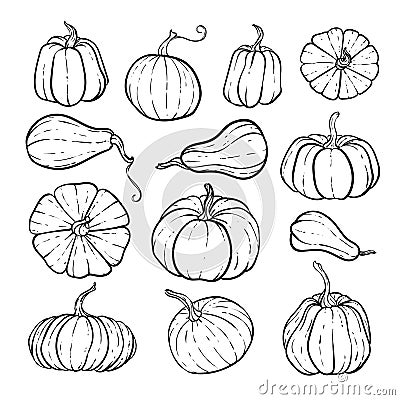 Set of decorative black and white pumpkins. Hand drawn sketch vector autumn illustration. Thanksgiving Day, halloween Holiday Vector Illustration