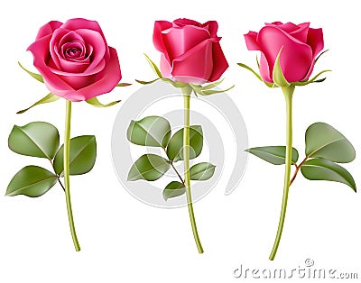 Set of decorative realistic pink rose with green leaves isolated on white. Vector illustration. Vintage flowers Vector Illustration