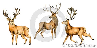 Set of deer, horned animals watercolor illustration isolated on white background. Cartoon Illustration