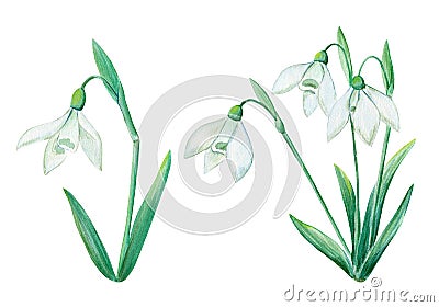 A set of delicate spring flowers, a bouquet of snowdrops, watercolor painting Stock Photo