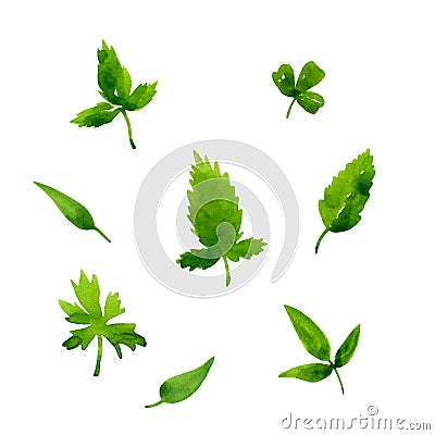 Set of diferent green fresh leaves. Watercolor hand drawn illustration. Isolated on white background. Floral design elements. Bota Cartoon Illustration