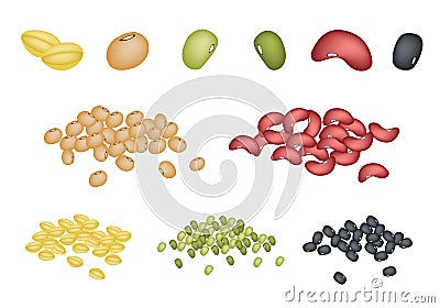 Set of Different Beans on White Background Vector Illustration