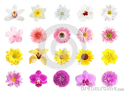 Set of different beautiful flowers on background Stock Photo