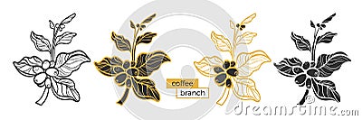 Set of different branches of coffee tree with leaves and natural coffee beans. Vector Vector Illustration