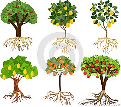 Set of different cartoon fruit trees with ripe fruits and root system Stock Photo