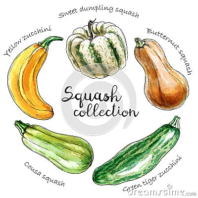 Set of different colored squashes. Stock Photo