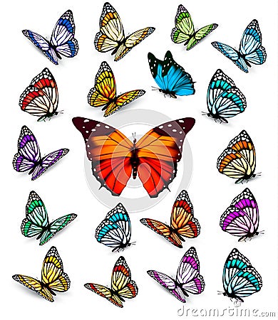 Set of different colorful butterflies. Vector Illustration