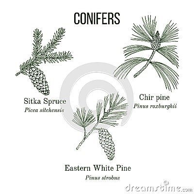 Set of different conifiers branches with cones Cartoon Illustration