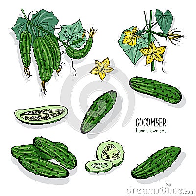 Set of different cucumber, on branch, flowering. Cuke slices, cut along, top view, from side. Colorful vector hand drawn Vector Illustration