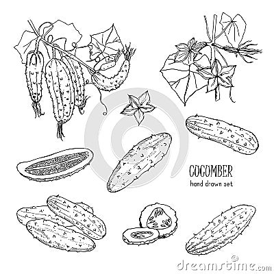 Set of different cucumber, on branch, flowering. Cuke slices, cut along, top view, from side. Contour vector hand drawn Vector Illustration