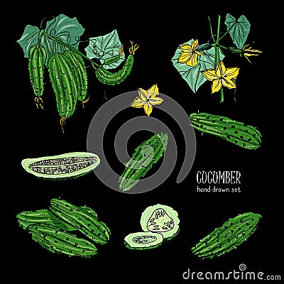 Set of different cucumber, on branch, flowering. slices, cut along, top view, from side. Colorful vector hand drawn Vector Illustration